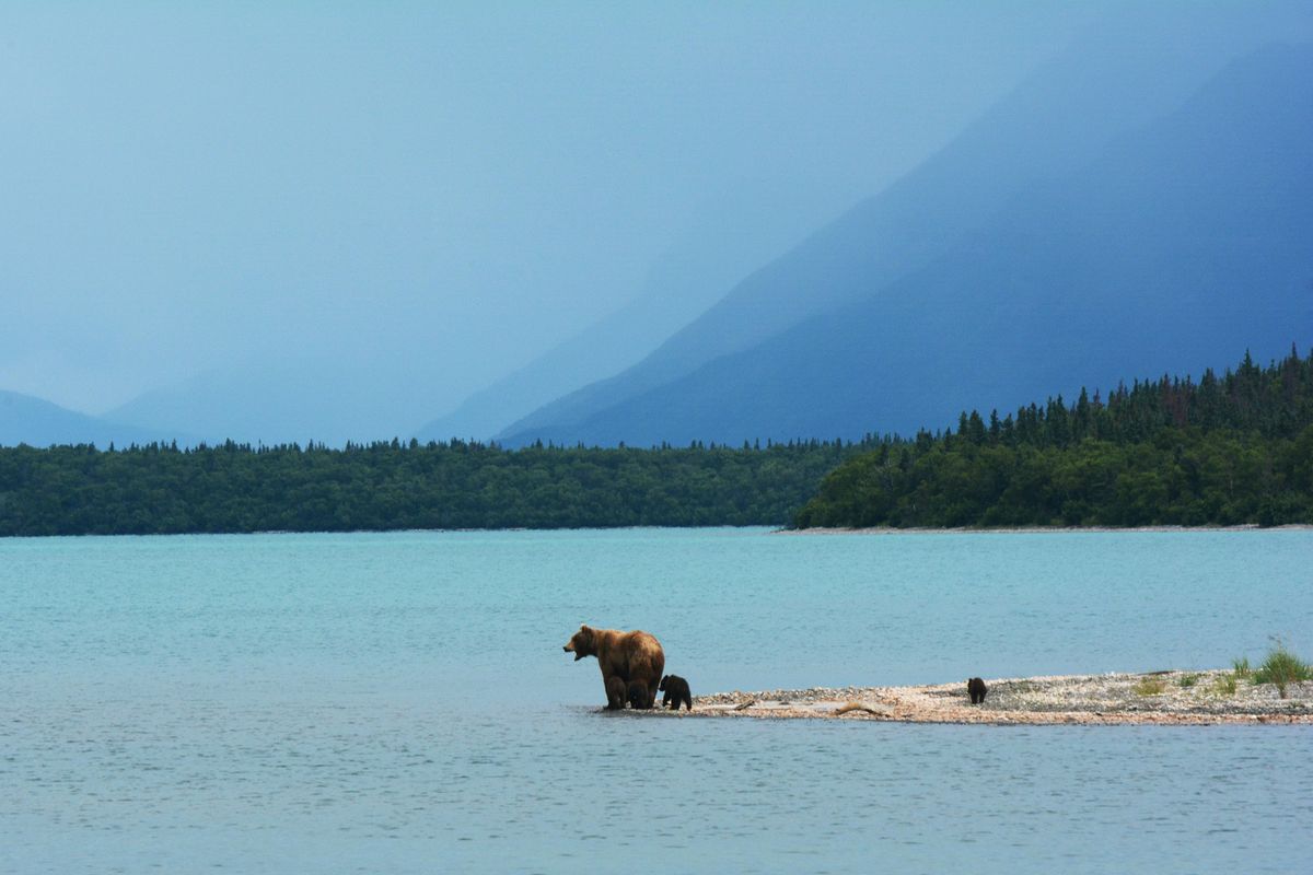 Brown bear and cubs on a sandbar, Lake Clark, Alaska
