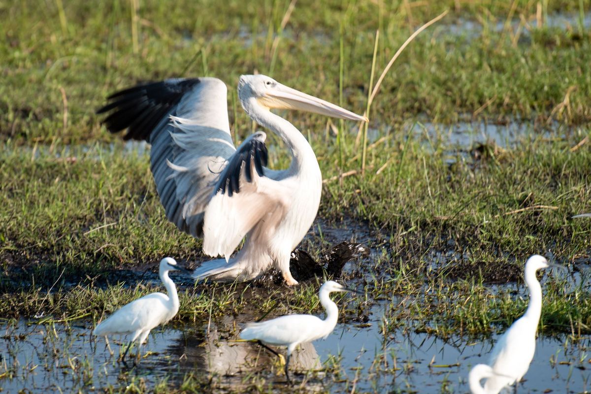 Pelican landing in Okavango Delta wetlands, egrets nearby